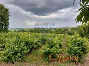 Odličan plac pokriven vinogradom u potpunosti!