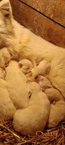 Nemački špic, prelepi beli štenci