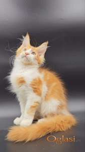 MISSSONNI prelepi Maine Coon POLYDAKTYL macic