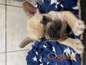 Francuski buldog žensko štene