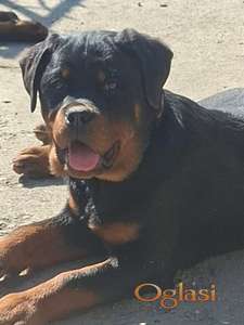 Rotvajler žensko štene