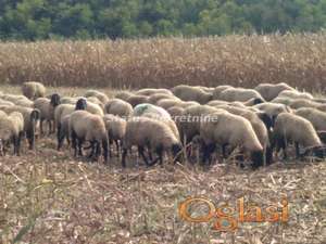 Susek- Zemljište pod Bagremom 13000 m2 potez Dumara-065/385 8880