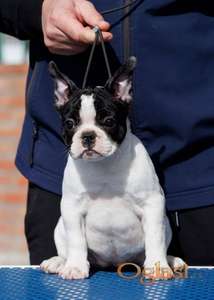 French bulldog/Francuski buldog štenci