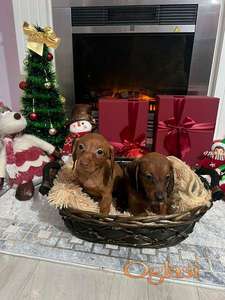 Mini kratkodlaki jazavičari, štenci