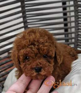 Registrovana odgajivacnica Hopy queen poodle