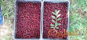 Prodajem voćnjak sa višnjama u punom rodu u Irigu