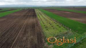 Budisava, Poljoprivredno zemljište 5.757m2 HITNO!