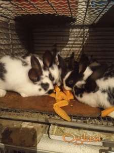 Prodajem zečeve kuniće