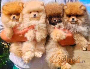 Najlepsi Pomeranci Boo
