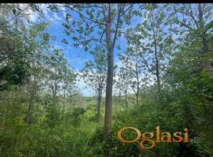 SREMSKI KARLOVCI - SREMSKI KARLOVCI - 5347.00 m2