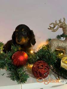 Mini dugodlaki jazavčari, štenci