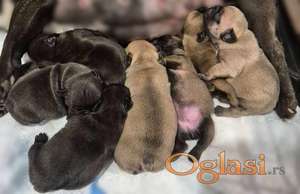 Francuski buldog štenci
