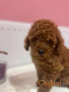 Crvena toy pudla, stene