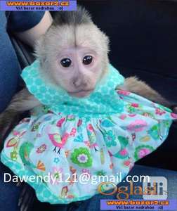Inteligentna beba kapucin majmuna dostupna za prodaju