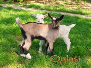 Jarići na prodaju 3 nedelje stari