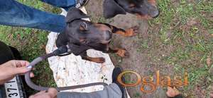 Doberman stebci