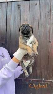 Presa Canario stenci