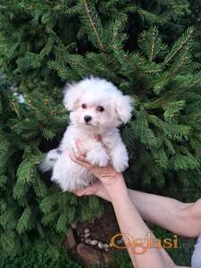 Mikro pomapoo mužjak