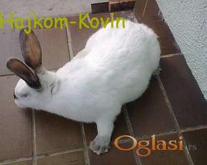 Hajkom kunici