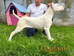 Dogo Argentino