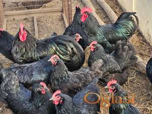 Australorp crni jaja za nasad