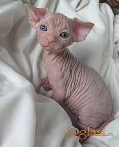 Mače rase Sfinks (Sphynx)