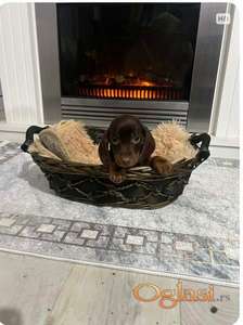 Patuljasti kratkodlaki jazavičari ekstra mini