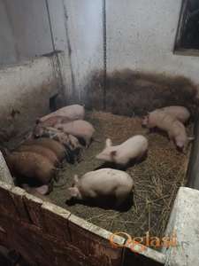 Prasići na prodaju!