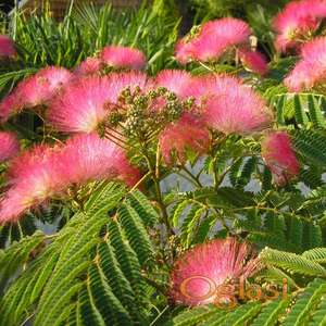 Albicija kineska mimoza,ukrasno drvo 200cm