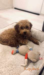 mini pudla