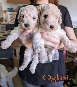 mini pudla