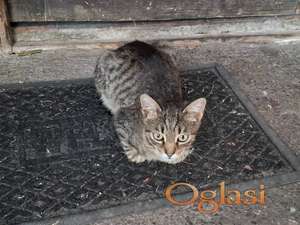 Mladi mačak (oko 5-6 meseca) traži dom