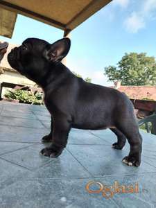 Francuski buldog štenci