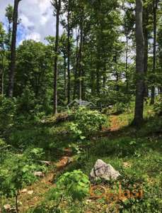 Tara-Mokra Gora ID#1439