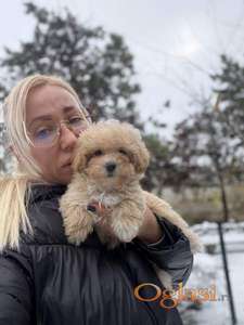 Maltipoo vrhunske genetike