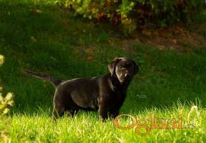 Labrador Retriver štenci