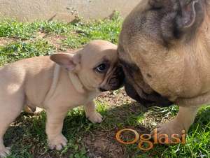 Francuski buldog štenci