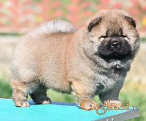 Chow Chow Cau Cau Čau Čau