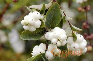 Biserak (Symphoricarpos)