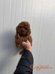 Stenci toy i mini pudle vrhunske genetike