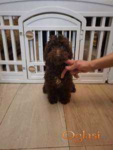 Braon toy pudle mužjaci