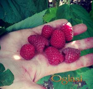 Sadnice maline ( vilamet i Glen )