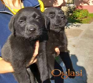 Prodajem dva muska steneta Labradora