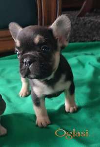 Francuski buldog štenci