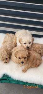 Maltipoo- bipoo