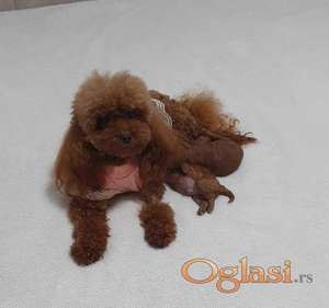 Neodoljive pudle toy i teacup