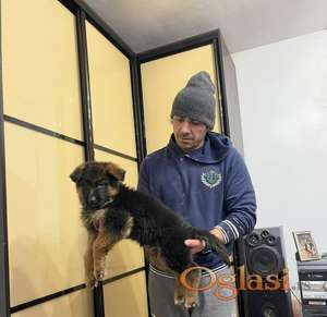 Zdravi snažni i lepi psi od čistokrvnih Nemačkih ovčara