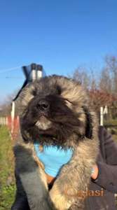 Kavkaski ovcar stenci