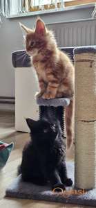 Maine coon vrhunski macici