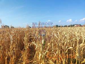 Odličan plac za izgradnju kuće u mirnom delu Futoga!